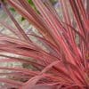 Cordyline