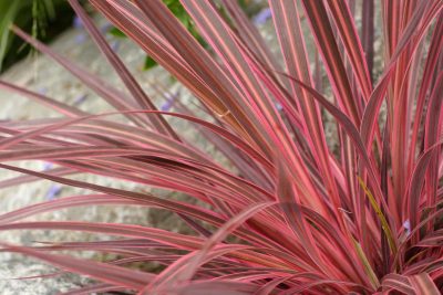 Cordyline