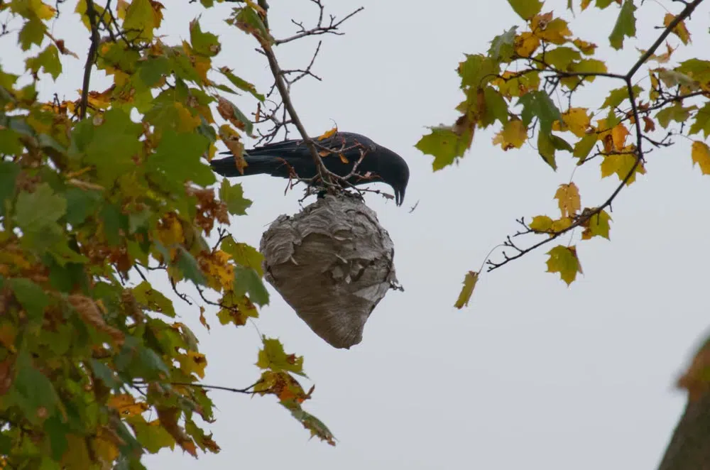 Une corneille se rend utile en détruisant 'un nid de guêpe.