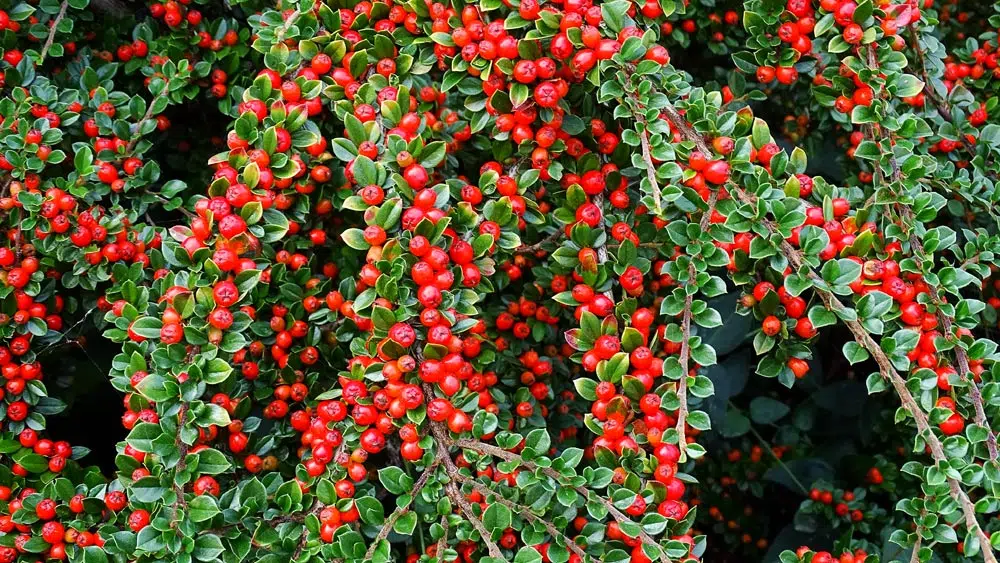 cotonéaster