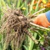 Comment arracher et conserver les dahlias pour les hiverner ?