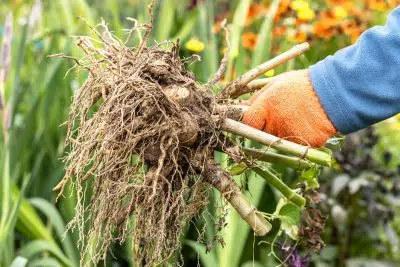 Comment arracher et conserver les dahlias pour les hiverner ?