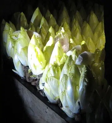 Origines des endives