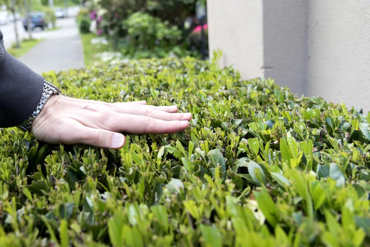 Jardin bien entretenu