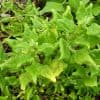 Épinard de Nouvelle Zélande ou Datura ?