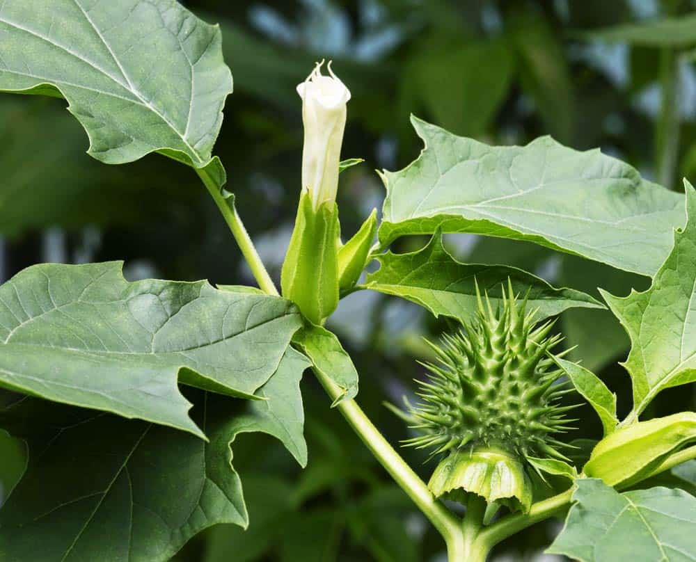 La datura est une plante extrêmement  toxique.
