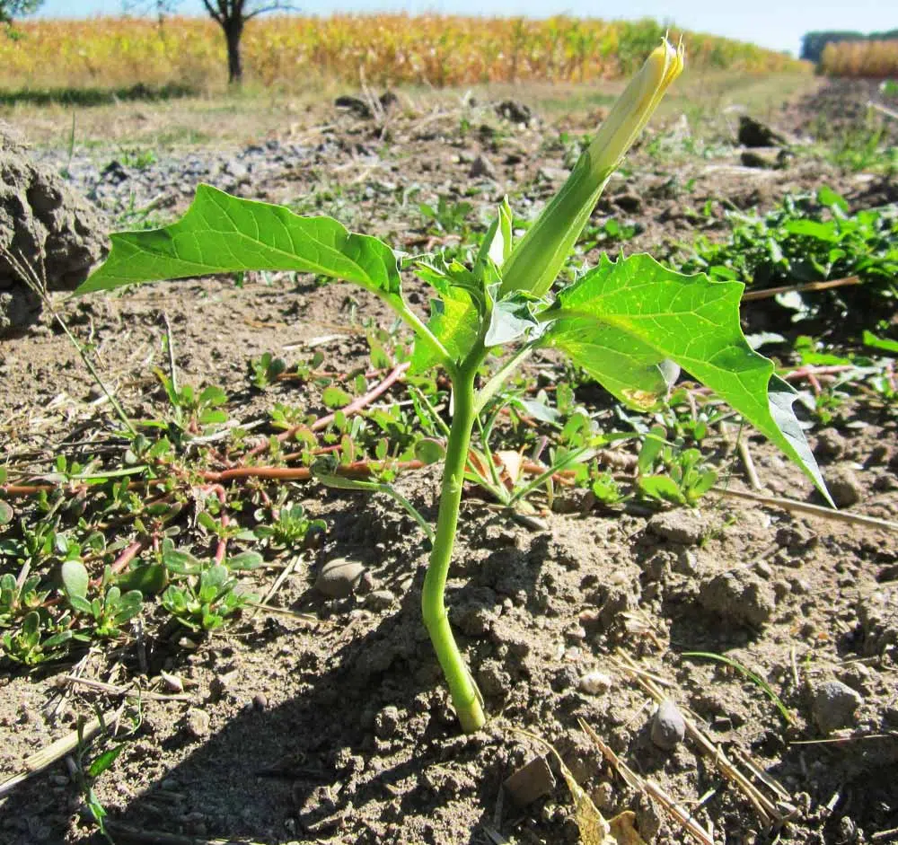 Datura au potager.