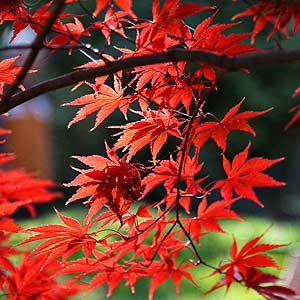 L'érable du Japon (Acer palmatum)