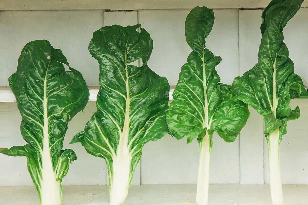 La bette, la blette, la carde ou poirée… sont la même plante, une cousine de la Betterave