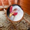 Fientes poules