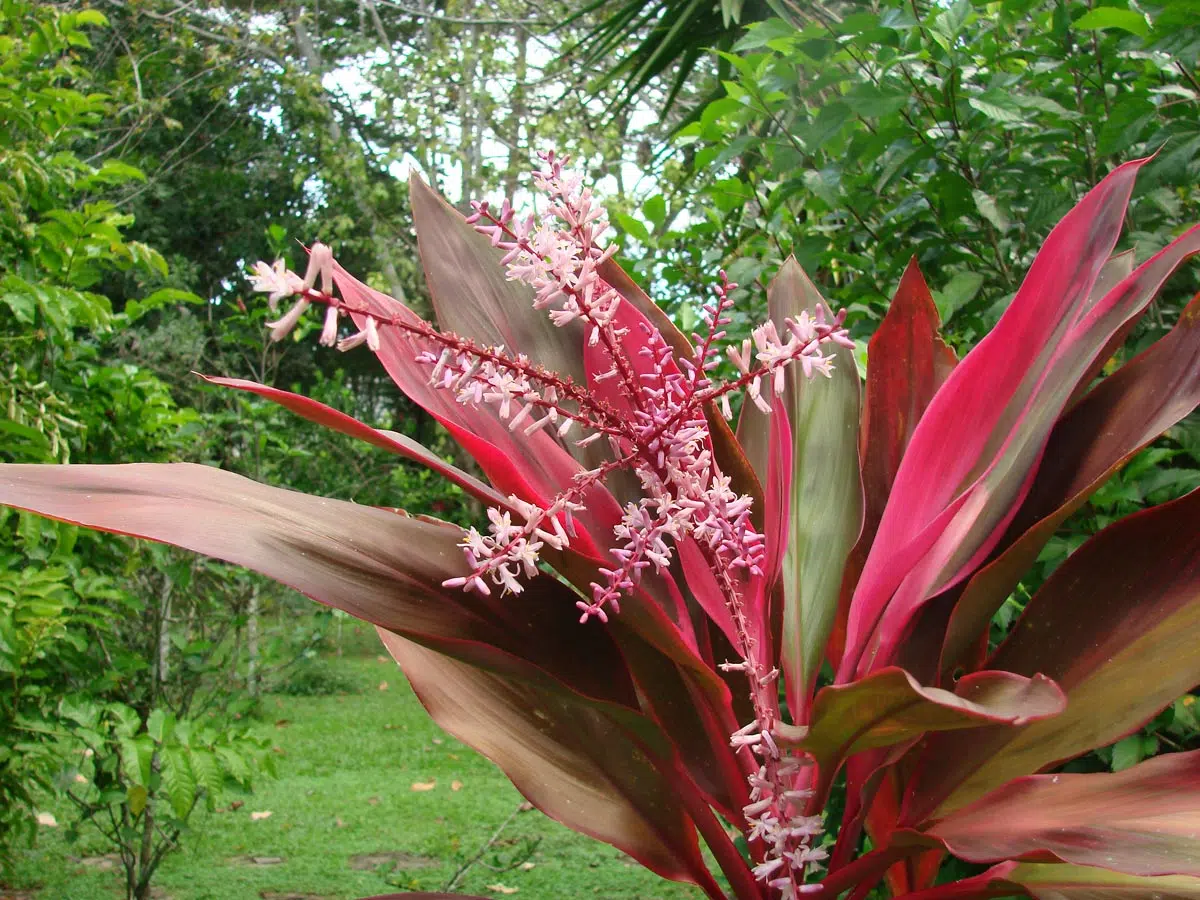 Fleur de cordyline