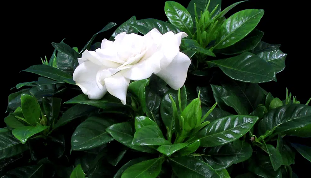 Fleur de gardenia