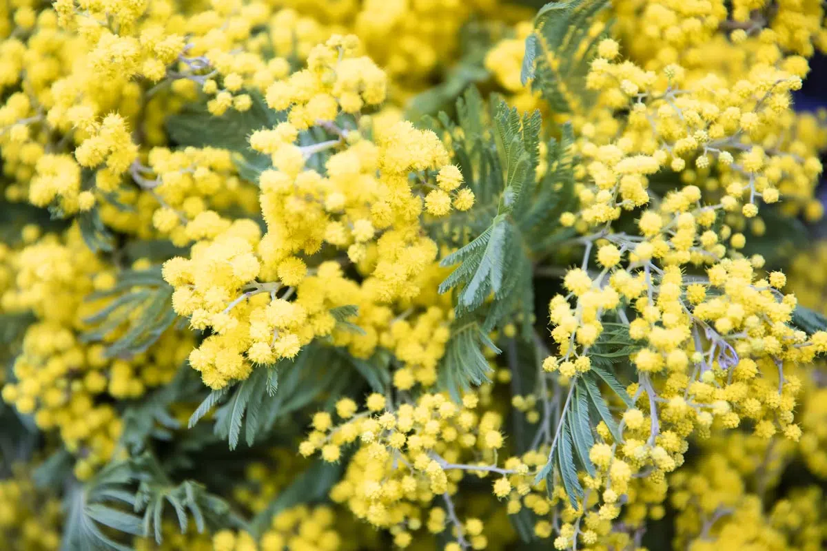 Mimosa en fleurs