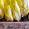 Forçage endive