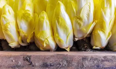 Forçage endive