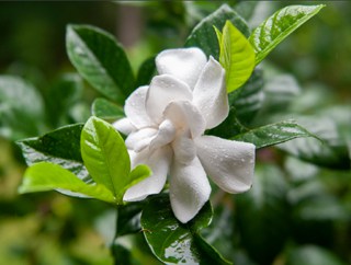 Culture du gardenia