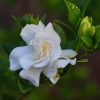 Gardenia