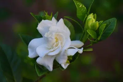 Gardenia