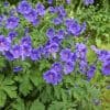 Géranium vivace