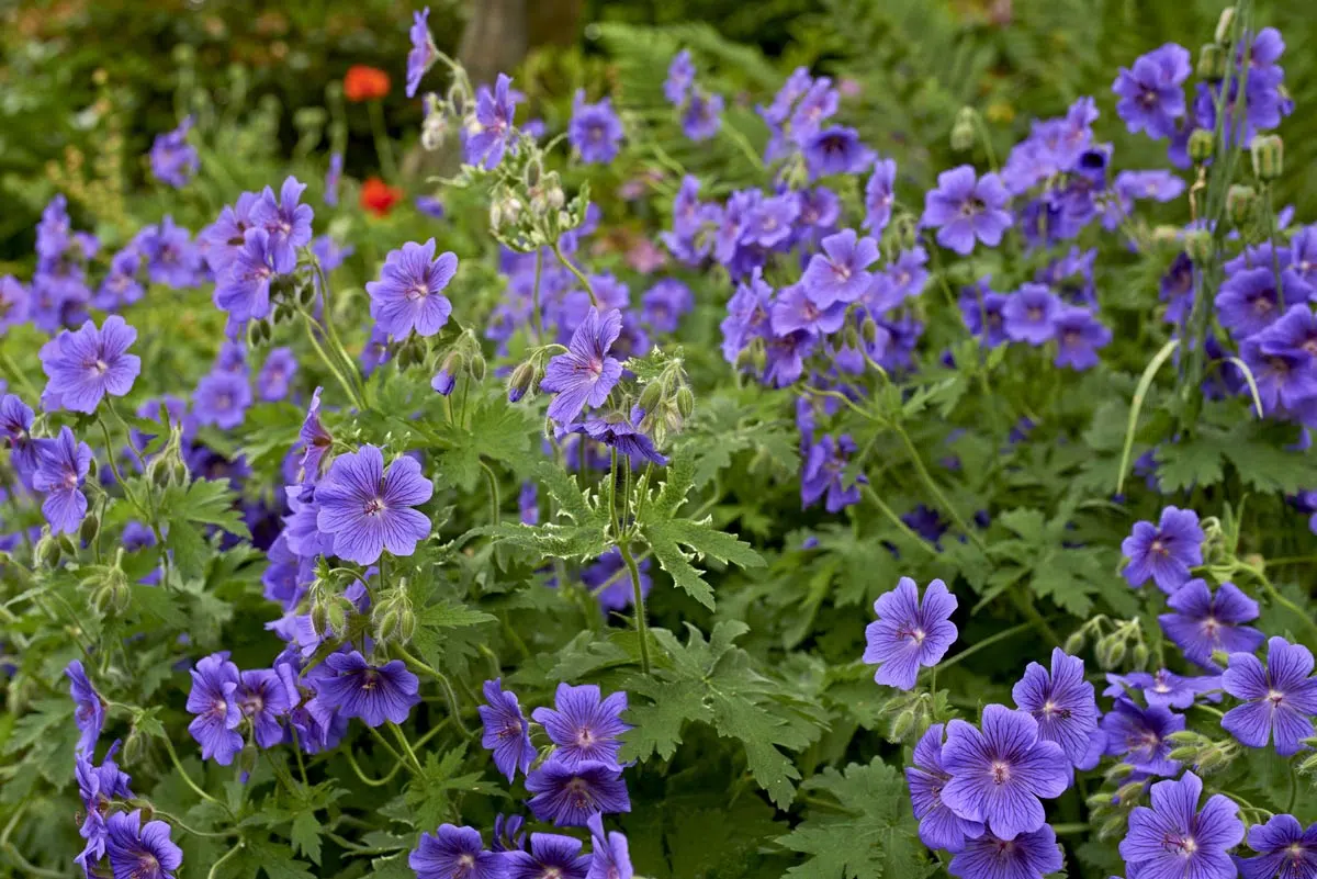 Géranium Bill Wallis