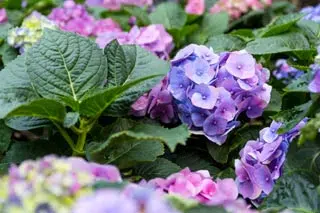 hortensia