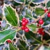 plantes toxiques pour l'homme et mortel pour les animaux