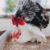 Comment introduire de nouvelles poules dans votre poulailler sans conflit.