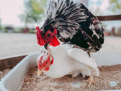 Comment introduire de nouvelles poules dans votre poulailler sans conflit.