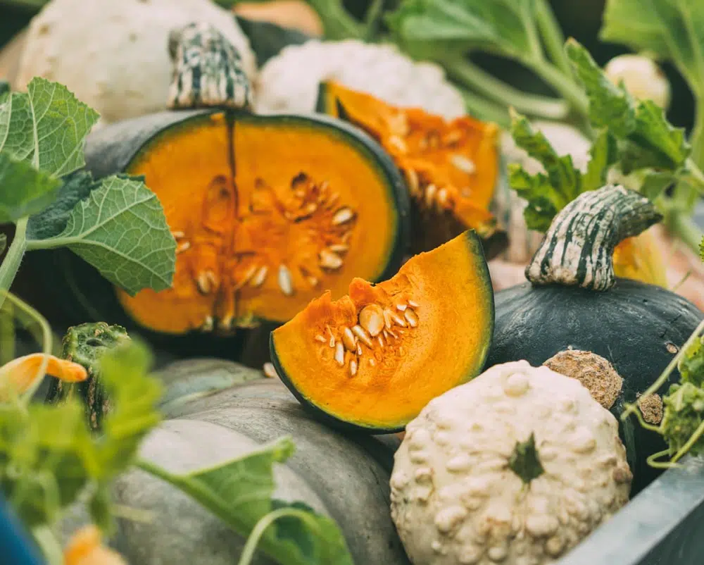 Récolte des légumes d'automne.