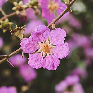 Le lilas des Indes (Lagerstroemia)