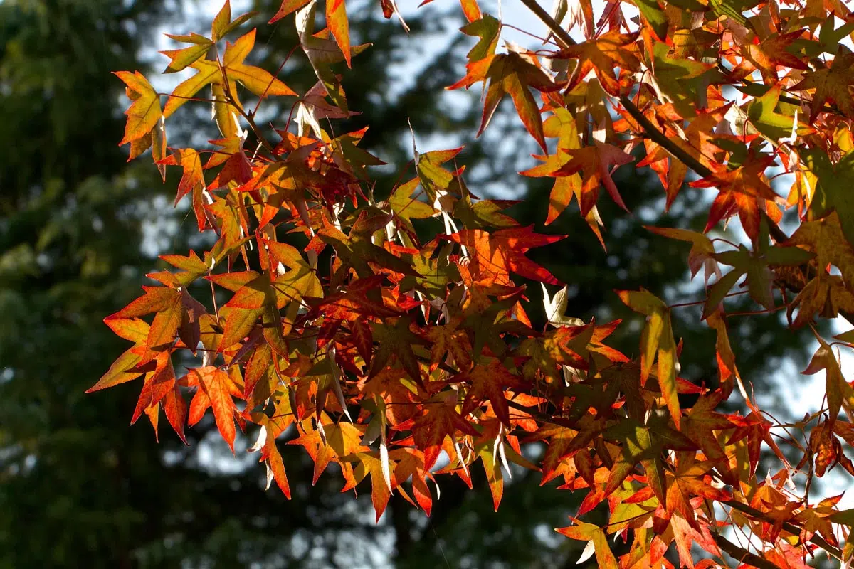 Liquidambar