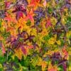 Liquidambar ou Copalme d'Amérique