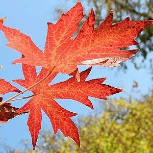 Le liquidambar