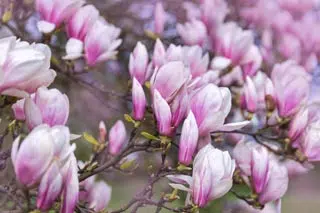 magnolia