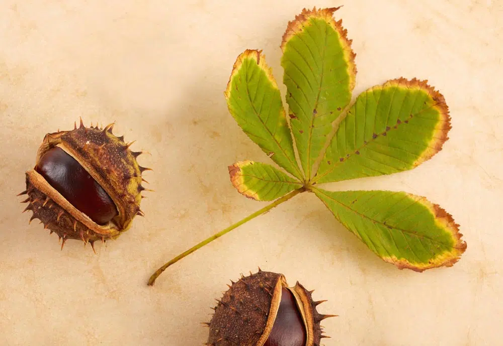 Bogue, fruit et feuille de marronnier.