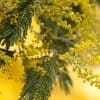 Mimosa jardin