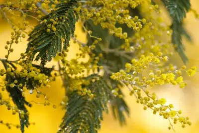 Mimosa jardin