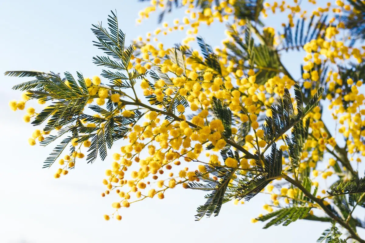 Mimosa en fleurs