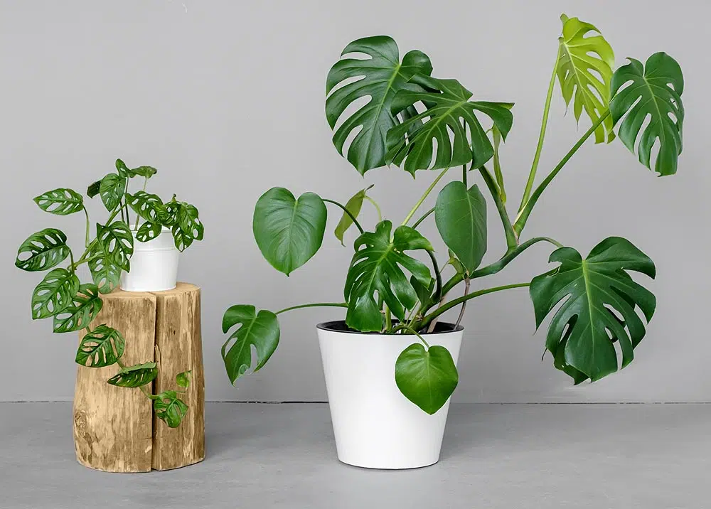 Le Monstera, une plante épiphyte de la famille des Aracées.