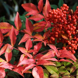 Le nandina domestica