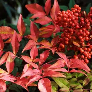 Le nandina domestica