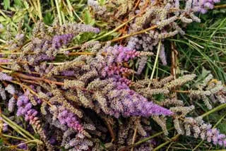 Fleurs violettes d'astilba chinensis coupées en automne 