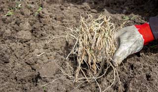 Nettoyage du potager