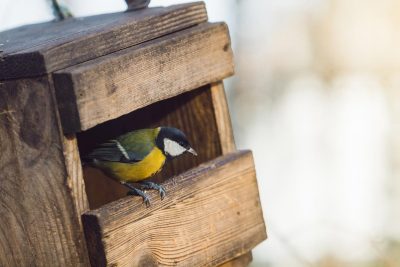 Nourrissage des oiseaux : Les 5 conseils d'un ornithologue