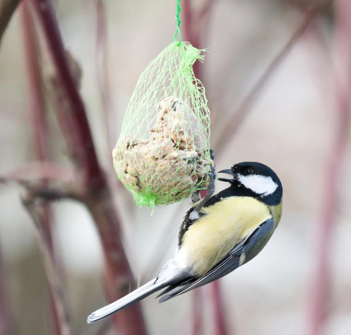 Mangeoire oiseaux