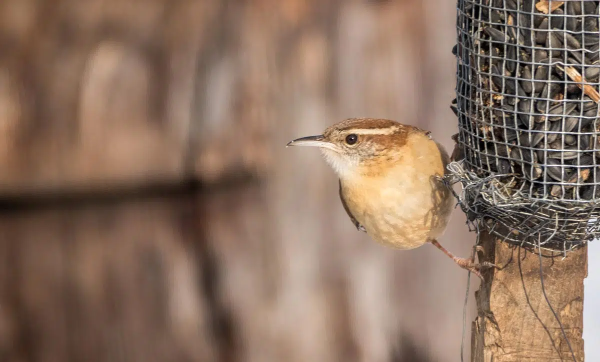 Oiseau picore des graines de tournesol