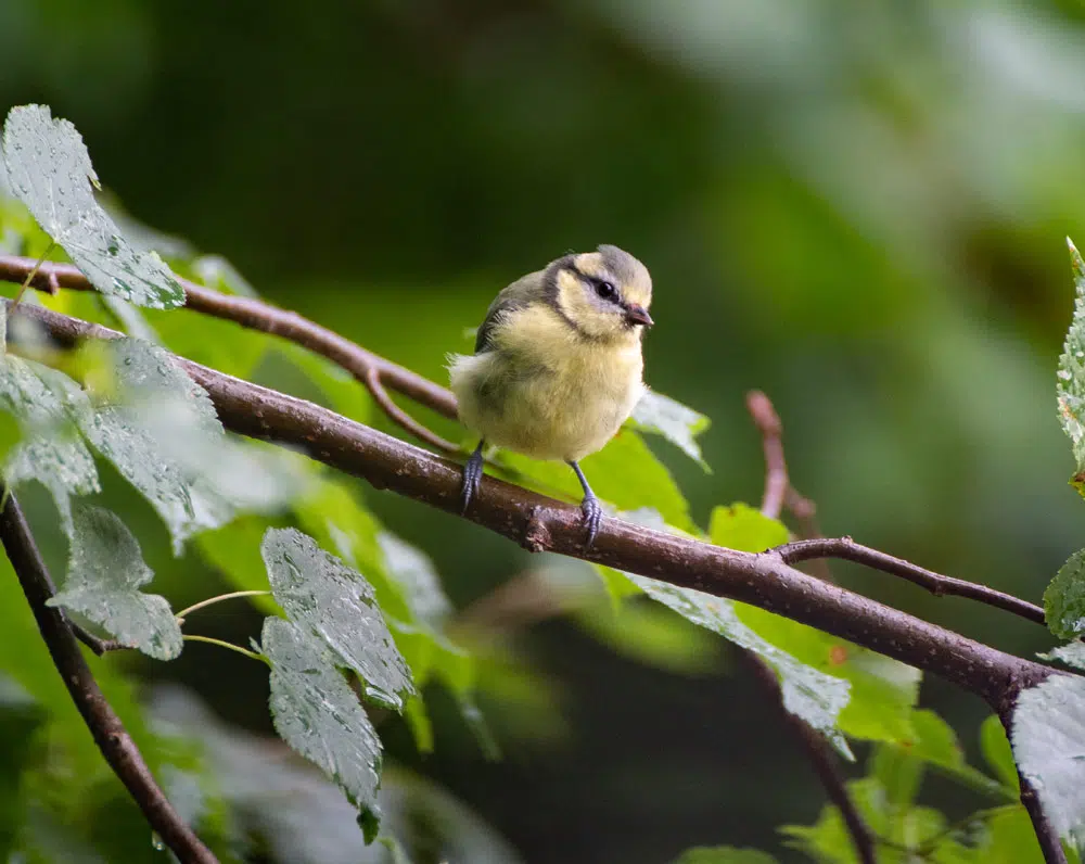 Oiseau sur une branche