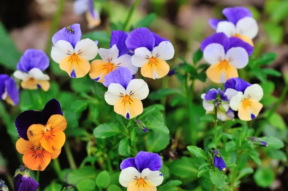 Les pensées pour une élégante jardinière automnale