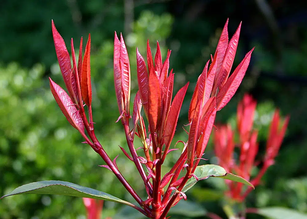 Photinia