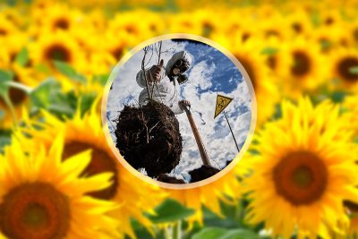 dépolluer les sols grâce aux plantes
